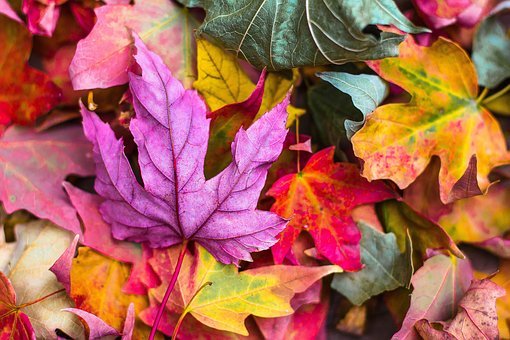 fall leaves colourful | Lift Legal